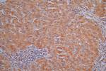 Cathepsin L Antibody in Immunohistochemistry (Paraffin) (IHC (P))