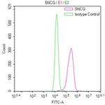 gamma Synuclein Antibody in Flow Cytometry (Flow)