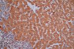 gamma Synuclein Antibody in Immunohistochemistry (Paraffin) (IHC (P))