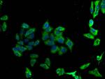 CD273 (B7-DC) Antibody in Immunocytochemistry (ICC/IF)