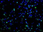 CD273 (B7-DC) Antibody in Immunocytochemistry (ICC/IF)