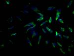 CD273 (B7-DC) Antibody in Immunocytochemistry (ICC/IF)