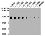 CD273 (B7-DC) Antibody in Western Blot (WB)