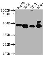 CD273 (B7-DC) Antibody in Western Blot (WB)