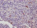 CD223 Antibody in Immunohistochemistry (Paraffin) (IHC (P))