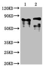 CD223 Antibody in Western Blot (WB)