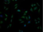 PPA1 Antibody in Immunocytochemistry (ICC/IF)