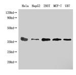 PPA1 Antibody in Western Blot (WB)