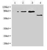 M13 Phage coat protein Antibody in Western Blot (WB)