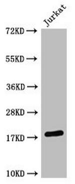 H3K4me2 Antibody in Western Blot (WB)