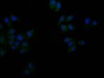Flotillin 1 Antibody in Immunocytochemistry (ICC/IF)