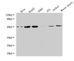 Flotillin 1 Antibody in Western Blot (WB)