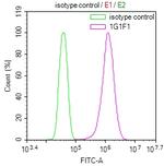 GSTM3 Antibody in Flow Cytometry (Flow)