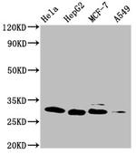 GSTM3 Antibody in Western Blot (WB)