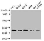 GSTM3 Antibody in Western Blot (WB)