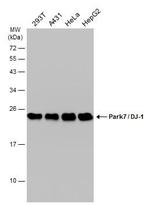 DJ-1 Antibody in Western Blot (WB)