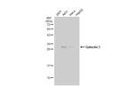 Galectin 3 Antibody in Western Blot (WB)