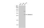 Galectin 3 Antibody in Western Blot (WB)