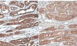 ACE2 Antibody in Immunohistochemistry (Paraffin) (IHC (P))