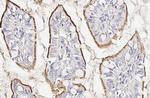 ACE2 Antibody in Immunohistochemistry (Paraffin) (IHC (P))