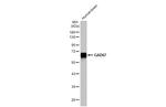 GAD67 Antibody in Western Blot (WB)