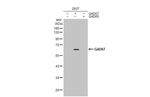 GAD67 Antibody in Western Blot (WB)