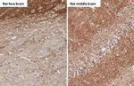 alpha Synuclein Antibody in Immunohistochemistry (Paraffin) (IHC (P))