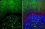 alpha Synuclein Antibody in Immunohistochemistry (Paraffin) (IHC (P))