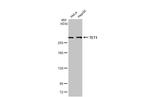 TET1 Antibody in Western Blot (WB)