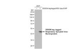 RSV NP Antibody in Western Blot (WB)