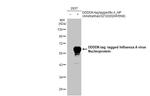 Influenza A H5N8 HA (A/Astrakhan/3212/2020) Antibody in Western Blot (WB)