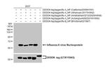 Influenza A H5N8 HA (A/Astrakhan/3212/2020) Antibody in Western Blot (WB)