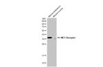 MC1R Antibody in Western Blot (WB)