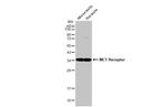 MC1R Antibody in Western Blot (WB)