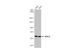 HDAC2 Antibody in Western Blot (WB)