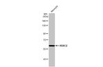 HDAC2 Antibody in Western Blot (WB)