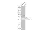 eIF4E Antibody in Western Blot (WB)