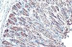 HSP70 Antibody in Immunohistochemistry (Paraffin) (IHC (P))