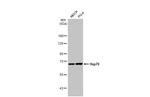 HSP70 Antibody in Western Blot (WB)