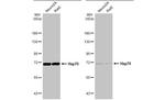 HSP70 Antibody in Western Blot (WB)