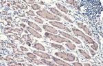 HSP70 Antibody in Immunohistochemistry (Paraffin) (IHC (P))