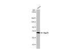 HSP70 Antibody in Western Blot (WB)