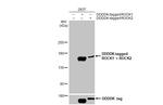 ROCK1/ROCK2 Antibody in Western Blot (WB)