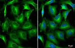 STAM Antibody in Immunocytochemistry (ICC/IF)