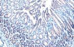 STAM Antibody in Immunohistochemistry (Paraffin) (IHC (P))