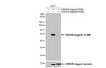 STAM Antibody in Western Blot (WB)