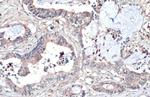 WNT8A Antibody in Immunohistochemistry (Paraffin) (IHC (P))