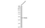 WNT8A Antibody in Western Blot (WB)