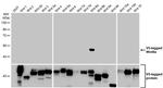 WNT8A Antibody in Western Blot (WB)