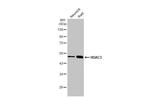 HDAC3 Antibody in Western Blot (WB)